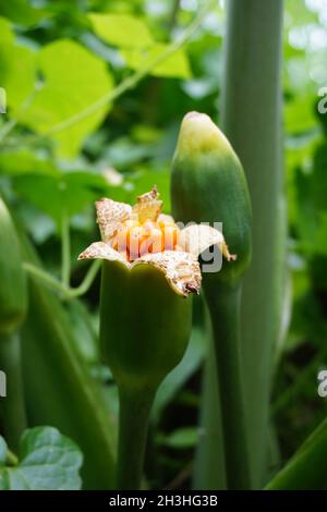 Taro flower (Colocasia esculenta, gothe) with natural background. Colocasia esculenta is a tropical plant grown primarily for its edible corms, a root Stock Photo