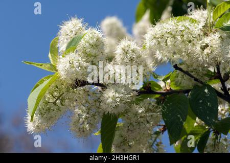 Amur weeping cherry, Prunus maackii Stock Photo