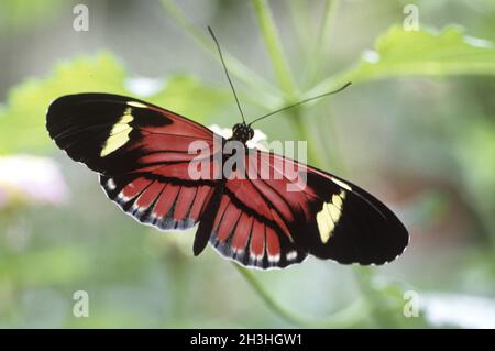 Postman Passion Butterfly; Stock Photo