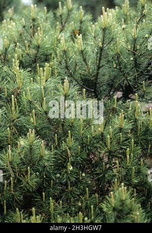 Mountain Pine, Hesse Stock Photo