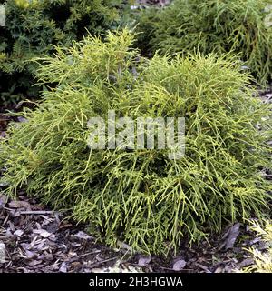 Gruene Fadenzypresse, Chamaecyparis pisifera, Filifera, nana Stock Photo