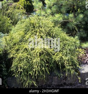 Gruene Fadenzypresse, Chamaecyparis pisifera, Filifera, nana Stock Photo