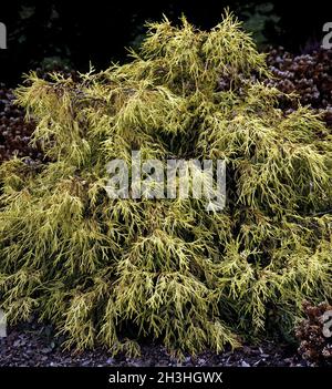 Golden thread cypress; Chamaecyparis filitera Stock Photo - Alamy
