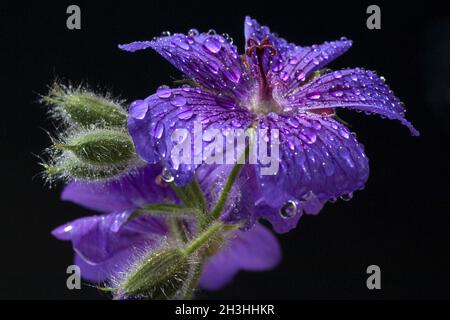 Cranesbill, dewdrops Stock Photo