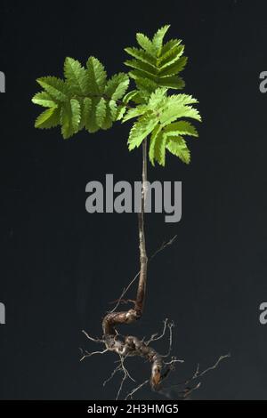 Ash leaf, Ash leaf proessling Stock Photo