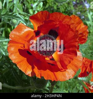 Tuerkischer Mohn Papaver orientale Stock Photo - Alamy Tuerkischer Mohn Papaver orientale Stock Photo - Alamy
