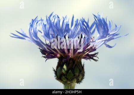 Berg-Flockenblume, Centaurea, montana,