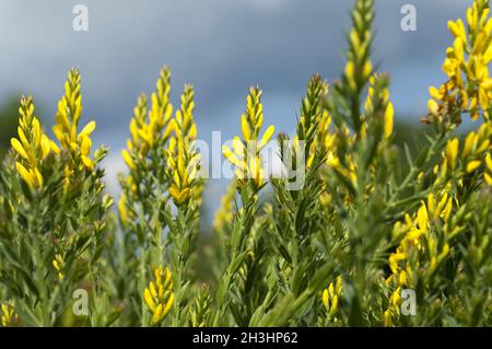 Faerberginster; Genista, tinctoria; Stock Photo