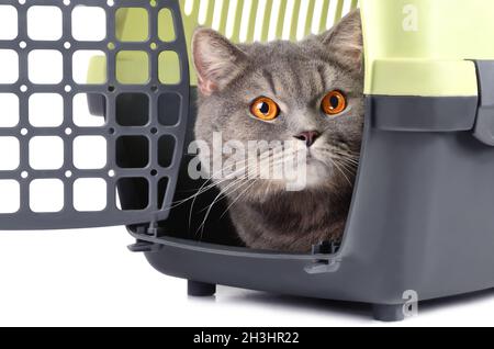 Cat in box Stock Photo