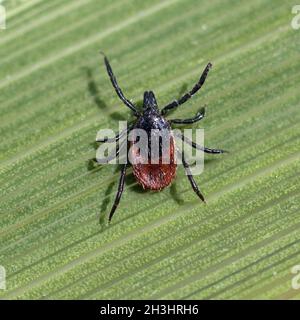 Zecke; Holzbock; Ixodes; ricinus; Stock Photo