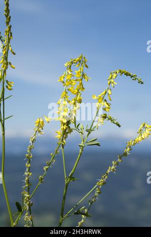 Steinklee; Melilotus, officinalis; Stock Photo