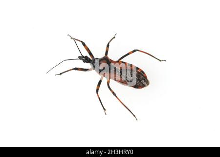 Wanze, Rhinocoris, iracundus, Stock Photo