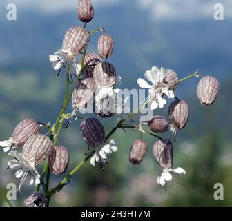 Nodding, glueweed, silene, nutans, Stock Photo