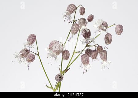 Nodding, glueweed, silene, nutans, Stock Photo