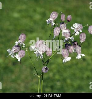 Nodding, glueweed, silene, nutans, Stock Photo