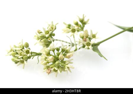 White, swallowwort; vincetoxicum; hirundinaria; Stock Photo