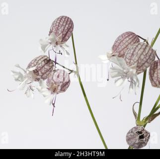 Nodding, glueweed, silene, nutans, Stock Photo