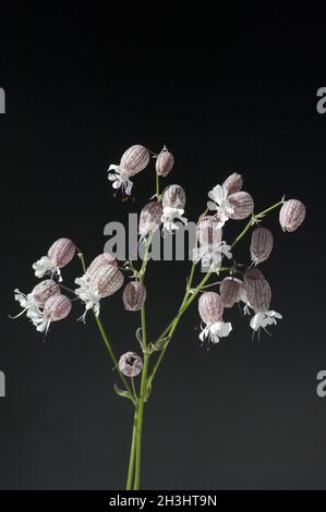 Nodding, glueweed, silene, nutans, Stock Photo