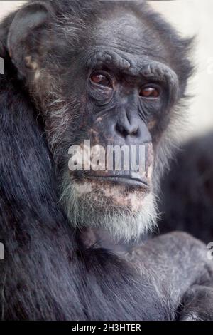 Western Lowland Gorilla portrait Stock Photo