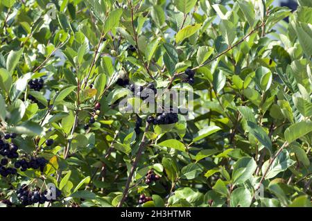 Chokeberry; chokeberry; black; chokeberry; dwarf birdberry; Stock Photo