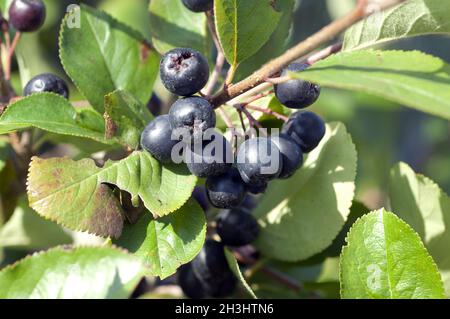 Chokeberry; chokeberry; black; chokeberry; dwarf birdberry; Stock Photo