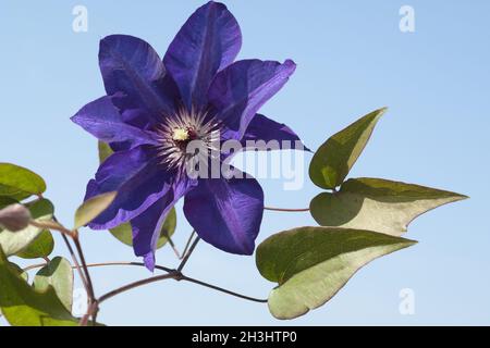 Clematis; The, President;