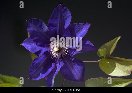 Clematis; The, President;
