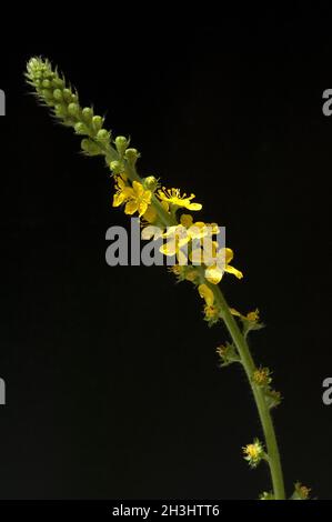 Odermenning; Agrimonia, Eupatoria; Agrimony; Bachbluete; Stock Photo