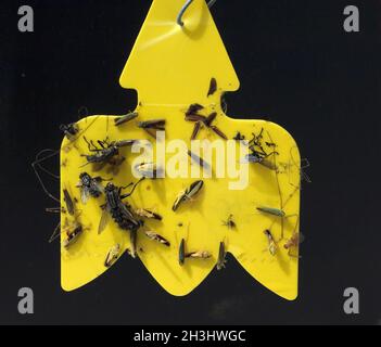 https://l450v.alamy.com/450v/2h3hwgc/yellow-trap-insect-trap-2h3hwgc.jpg