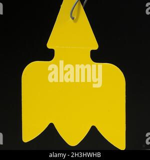 Yellow trap, insect trap Stock Photo