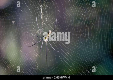 A Giant Orb Weaver Spider sitting on its giant web. Stock Photo