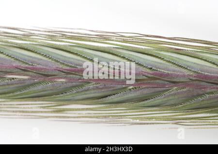 Rye ear, secale; cereale, unripe Stock Photo