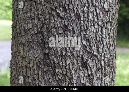 Speierling; Sorbus; domestica; stem, bark Stock Photo
