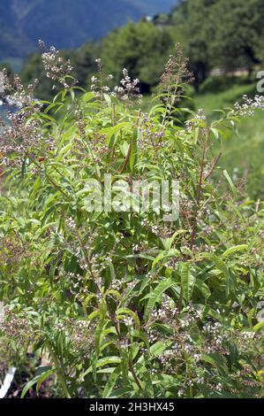 Zitronenverbene; Verveine; Lippia; citrodora; Stock Photo