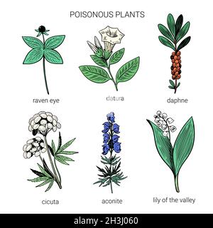 Set of colorful hand drawn poisonous plants. Illustration of toxic herbs in line art sketchy style.  Stock Vector