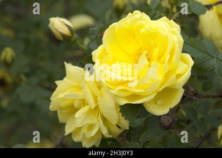 Strauchrose; Rosa, foetida, Persiana, Stock Photo