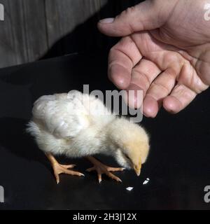 Chicken, Chickens, Chicks, Pet, Stock Photo