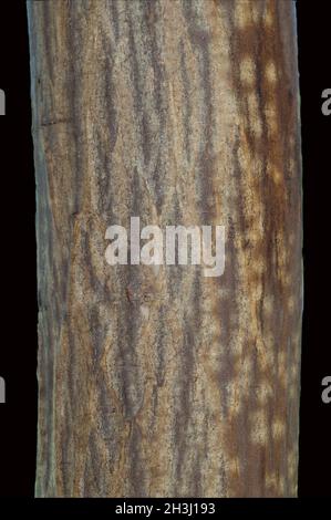 Hornbeam trunk, hornbeam; Carpinus; betulus; hornbeam Stock Photo
