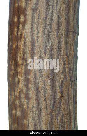 Hornbeam trunk, hornbeam; Carpinus; betulus; hornbeam Stock Photo