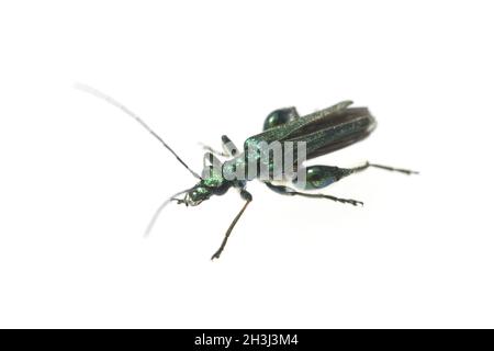 Mock longhorn beetle, Gruener, Oedemera nobilis, Stock Photo