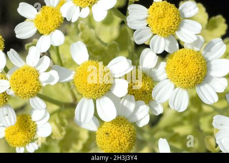 Motherwort; golden; Tanacetum parthenium Stock Photo