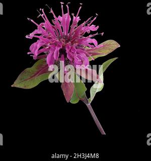 Indiandernessel; Monarda, didyma; Stock Photo