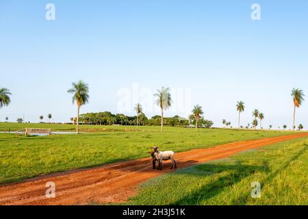 Sheep witha  lamb on a ranch in Santiago Paraguay Stock Photo