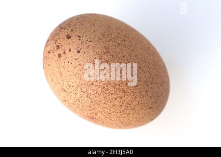 Maran, chicken eggs, brown, speckled Stock Photo