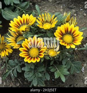 Gazania, Gazania Hybride, Gazania Splendens, Stock Photo