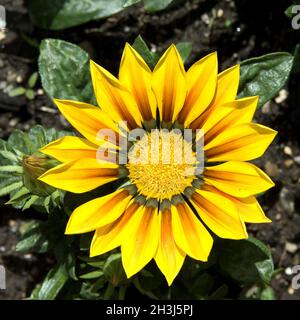 Gazania, Gazania Hybride, Gazania Splendens, Stock Photo