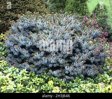 Spruce, Picea sitchensis, silver white Stock Photo