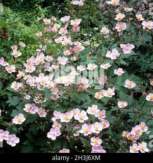 Herbstanemone, Anemone, tomentosa, Stock Photo