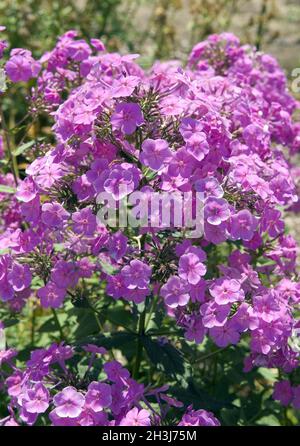 Breitblattphlox; Phlox amplifolia Stock Photo