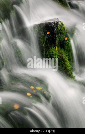 Mossy rock in an icelandic creek with leaves like eyes. Stock Photo